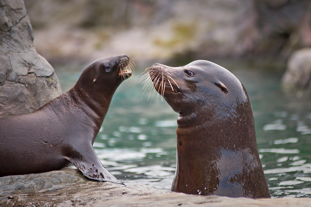 Two sea lions have a "conversation", rocks and water in the background. 