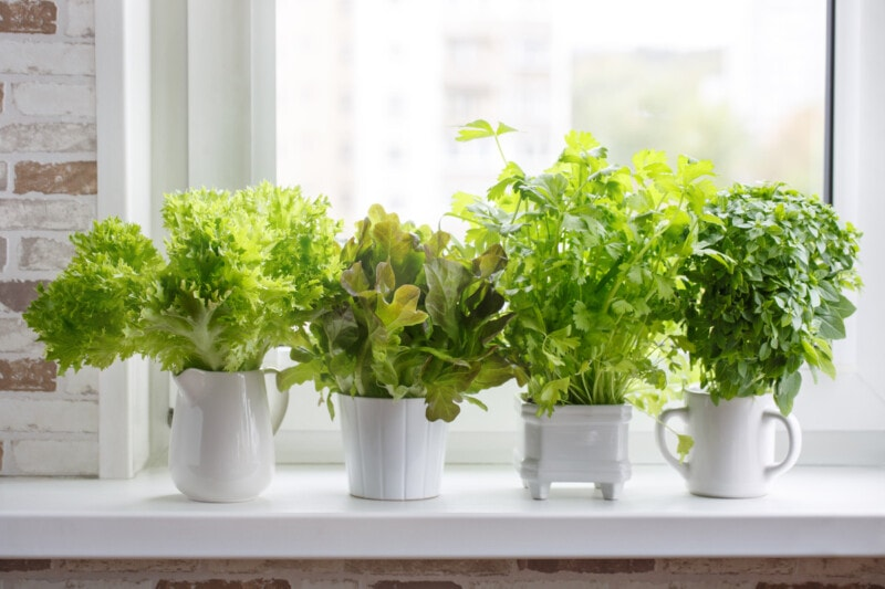 Benefits of Growing Lettuce at Home