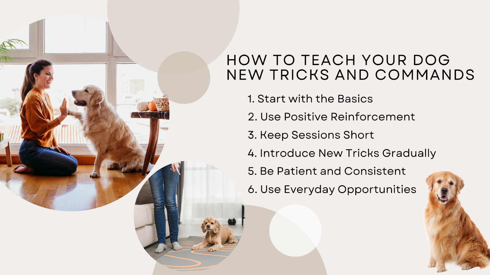 how to teach your dog new tricks and commands