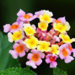 Common Lantana