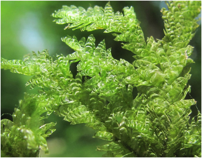 Close-up of a green plant

Description automatically generated