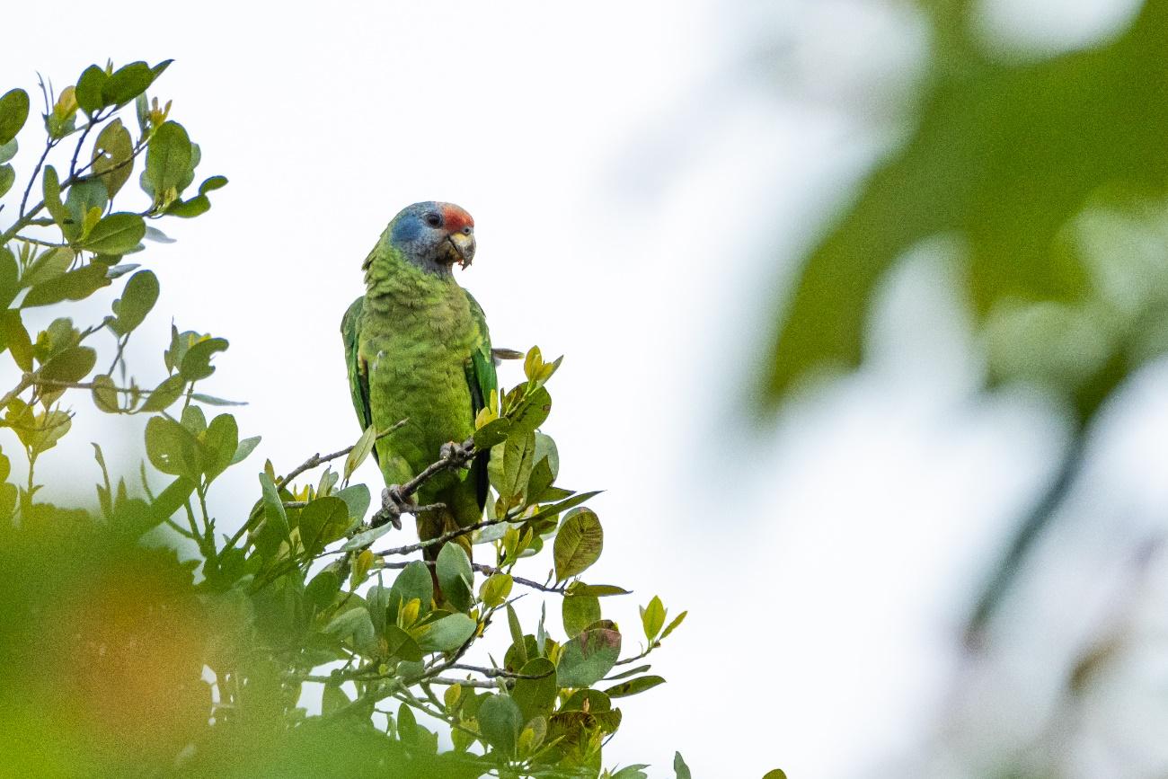 Pássaro pousado em galho verde

Descrição gerada automaticamente