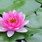 flowers name in kannada with picture