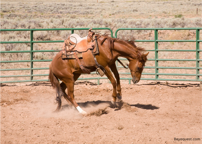 Why Do Horses Buck