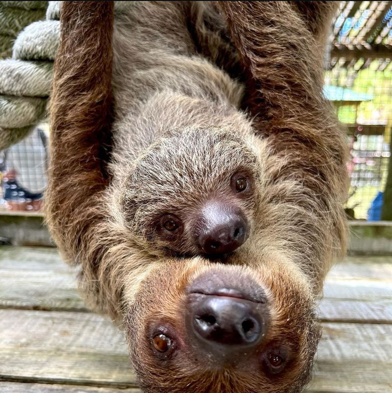 One sloth hanging onto another sloth at Wild Florida’s Gator Park.