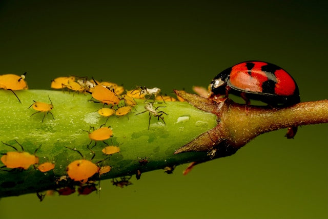 Ladybug eating yellow aphids