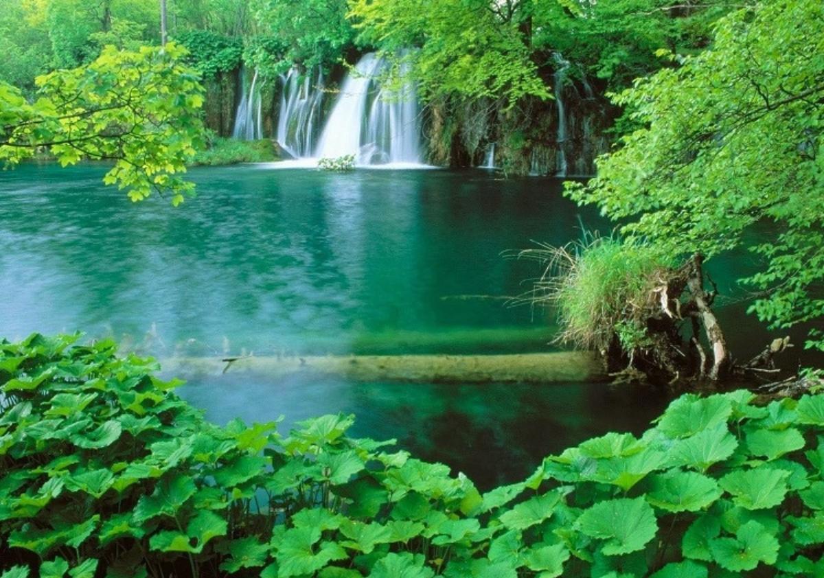 Plitvice Lakes National Park in a forest

Description automatically generated