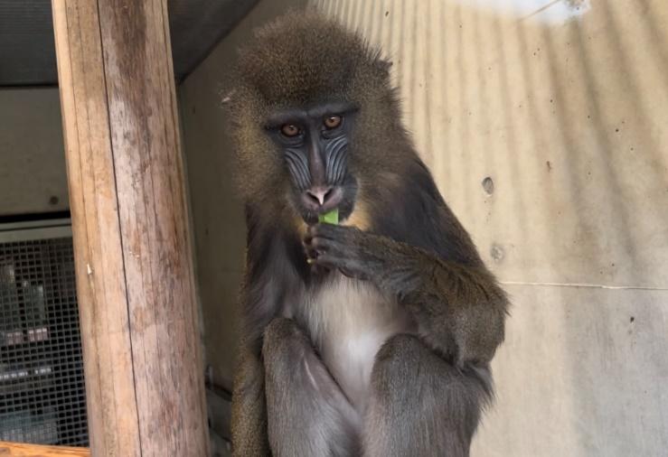 台の上に座っている猿自動的に生成された説明