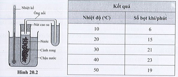 BÀI 20: THỰC HÀNH VỀ QUANG HỢP Ở CÂY XANH