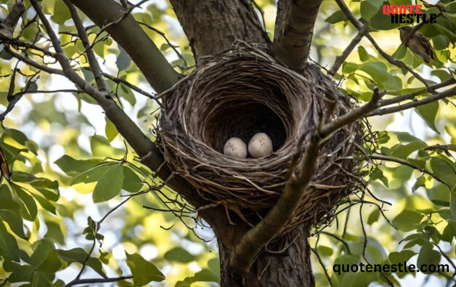 Short empty nest quote