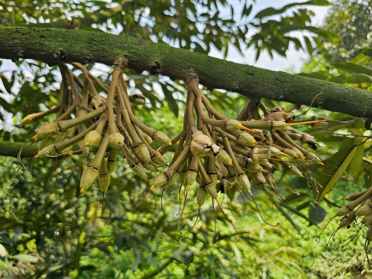Hiện tượng rụng que diêm có bình thường không