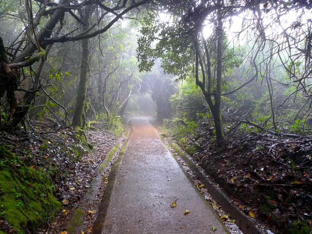 A scenic view of the Poás Volcano trail, surrounded by lush greenery.