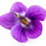 Sweet Violet