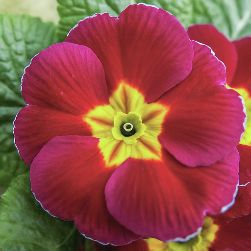 How to Grow Thriving Primrose Flowers: A Comprehensive Guide