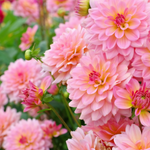 arabic flower names girl
