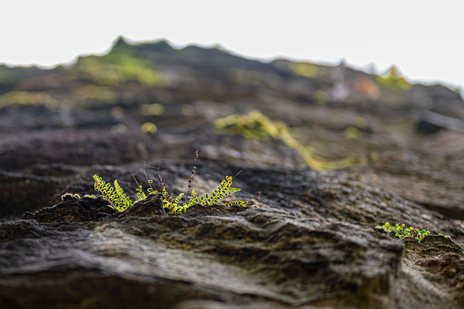 bioremediation of soil