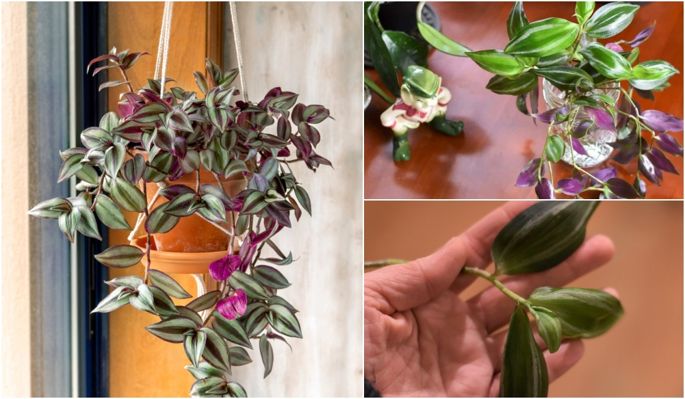 How to Display Wandering Jew Plants