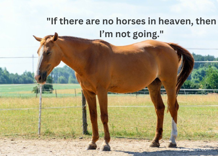 Meaningful Inspirational Horse Quotes