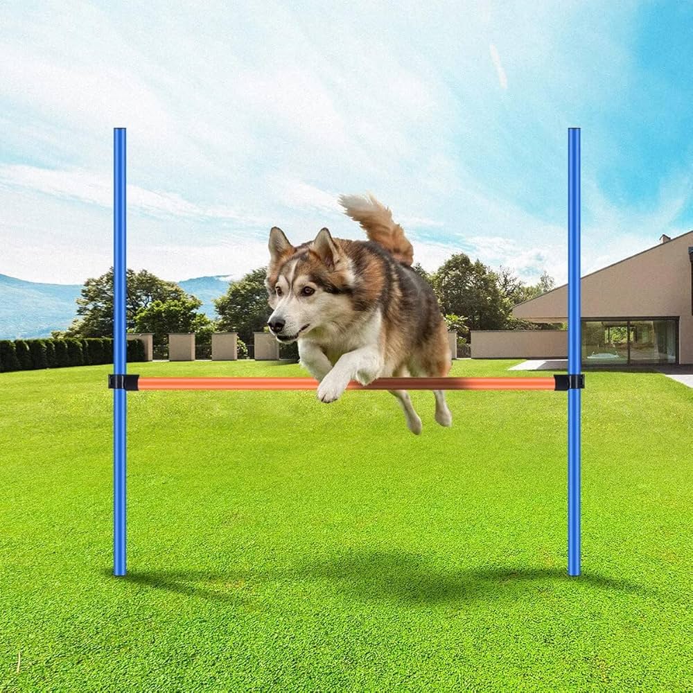 dog-exercise-equipment-boost-your-pups-fitness-and-fun