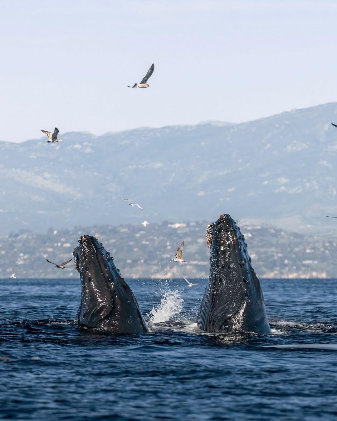 Whale Watching