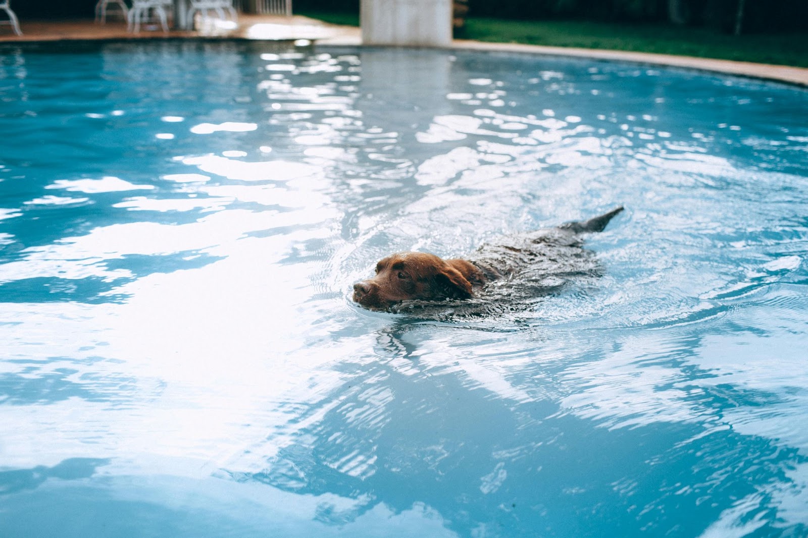 Chocolate Lab Swimming in Pool