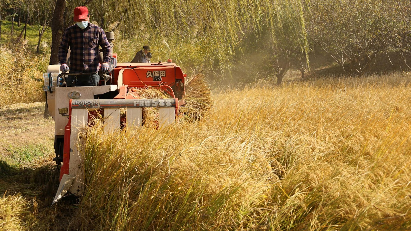 A farmer is operating a harvesting machine on crops.