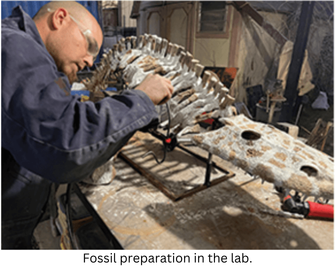 Fossil preparation in the lab.