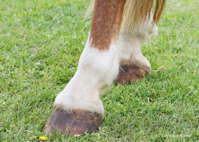 Pastern Horse Leg Markings