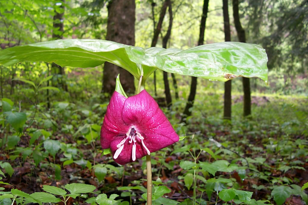 Natural Habitat of Trillium