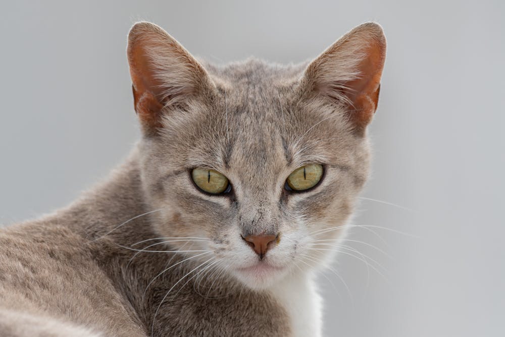 Portrait of a Grey Cat