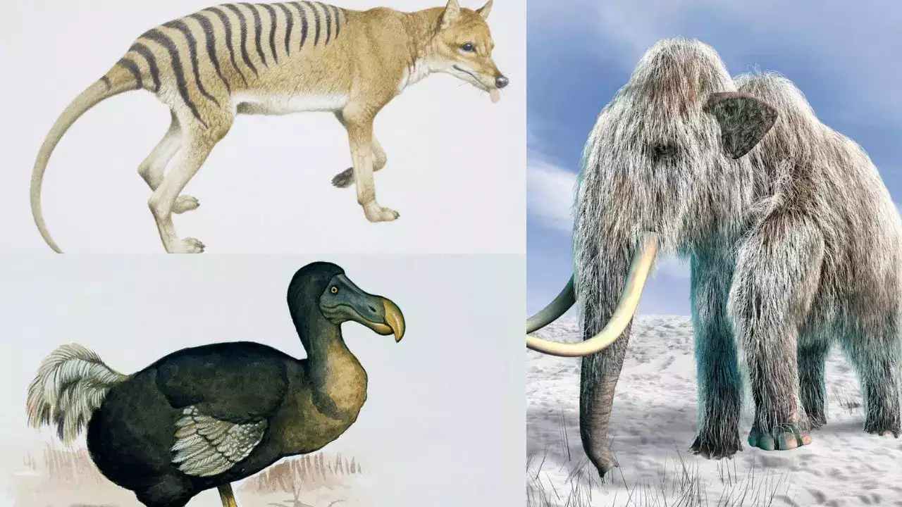 mammoth dodo Tasmanian tiger