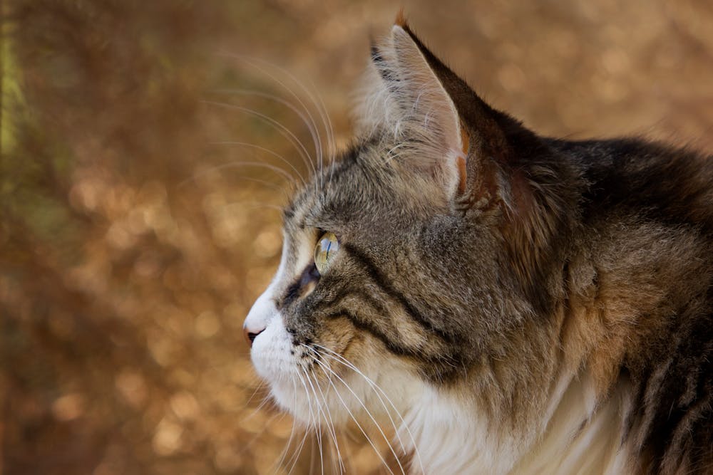 Close-up Photo of Lynx