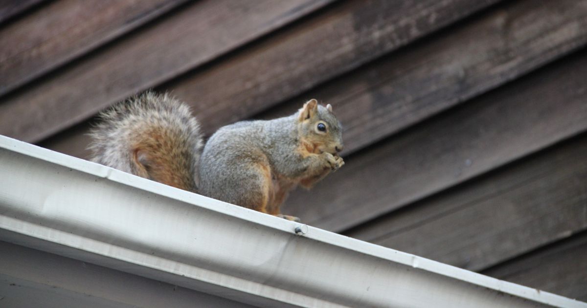 Squirrel Storing Food in Attic