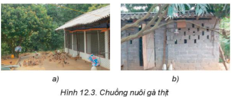 BÀI 12: CHĂN NUÔI GÀ THỊT TRONG NÔNG HỘI. CHUỒNG NUÔICâu hỏi: Quan sát Hình 12.3 và cho biết nên chọn loại chuồng nào để nuôi gà thịt. Tại sao?Đáp án chuẩn:Nên chọn chuồng hình a) để nuôi gà thịt. Vì chuồng ở hình a) thông thoáng, đảm bảo ấm về mùa đông, mát mẻ về mùa hè. Câu hỏi: Hãy tìm hiểu về vai trò của lớp độn chuồng và lớp sàn thoángĐáp án chuẩn:- Hấp thụ ẩm.- Giảm vi khuẩn.- Điều hòa nhiệt độ.- Tạo môi trường sạch.II. THỨC ĂN VÀ CHO ĂN1. Thức ănCâu hỏi: Sắp xếp các loại thức ăn tự nhiên của gà trong Hình 12.4 vào các nhóm dinh dưỡng thích hợpĐáp án chuẩn:Nhóm dinh dưỡngTên thức ănChất đạmGiun (a); hạt đậu nành (b); tôm (g)Tinh bộthạt ngô (e);  Chất béoTép khô (c);Vitamin và chất khoángHạt lúa mạch (d); bèo (h); rau muống (i);  rau cải(k) 2. Cho gà ănCâu hỏi: Quan sát Hình 12.5 và cho biết đâu là máng ăn, đâu là máng uống?Đáp án chuẩn:Hình 12.5a: máng ăn (phân thành các ngăn để chứa các loại thức ăn khác nhau)Hình 12.5b: Máng uống (có 1 ngăn duy nhất)III. CHĂM SÓC CHO GÀ1. Giai đoạn từ khi gà mới nở đến một tháng tuổiCâu hỏi: Em hãy quan sát sự phân bố của gà con trong Hình 12.6 và cho biết mức độ thích hợp của nhiệt độ với gà trong từng ô úm. Hãy đề xuất giải pháp để nhiệt độ của các ô úm phù hợp với gà.Đáp án chuẩn:- Hình a: Nhiệt độ thích hợp (gà phân bố đều trên sàn)- Hình b: Nhiệt độ bị lạnh (gà chụm lại thành đám ở dưới đèn úm)- Hình c: Nhiệt độ bị nóng (gà tản ra, tránh xa đèn úm)Giải pháp để nhiệt độ của các ô úm phù hợp với gà:- Phân bố mật độ chuồng nuôi thích hợp theo tuần tuổi:- Điều chỉnh dụng cụ sưởi ấm tùy thuộc vào nhiệt độ môi trường và tuổi gà. - Thường xuyên quan sát đàn gà để điều chỉnh nhiệt độ trong quây, thời gian chiếu sáng và cường độ ánh sáng cho thích hợp: 2. Chăm sóc gà giai đoạn trên một tháng tuổiCâu hỏi: Nêu một số đặc điểm cần lưu ý khi chăm sóc gà ở giai đoạn từ mới nở đến một tháng tuổi và giai đoạn trên một tháng tuổiĐáp án chuẩn:Gà con (dưới 1 tháng tuổi): Cần úm kỹ, cho ăn nhiều lần, thức ăn mềm, dễ tiêu.Gà lớn hơn 1 tháng: Cho đi lại tự do, vệ sinh chuồng trại thường xuyên.IV. PHÒNG, TRỊ BỆNH CHO GÀCâu hỏi: Vì sao trong phòng, trị bệnh cho gà cần thực hiện tốt nguyên tắc phòng là chính?Đáp án chuẩn:Phòng bệnh là biện pháp hiệu quả nhất để đảm bảo sức khỏe và năng suất của đàn gà. So với chữa bệnh, phòng bệnh giúp tiết kiệm chi phí, thời gian và giảm thiểu rủi ro.V. MỘT SỐ BỆNH PHỔ BIẾN Ở GÀ1. Bệnh tiêu chảyCâu hỏi: Hãy tìm hiểu về các loại thuốc và cách sử dụng thuốc để trị bệnh tiêu chảy cho gà.Đáp án chuẩn:Các sản phẩm ANIMOXCOL, COLI MOX S500, AMOXI- ONE, COLI 4800, Ganadexil Enrofloxacina 5%, DICLACOX 3.0, Enrotil 10% Inj, Sulteprim oral solution được sử dụng để điều trị các bệnh đường tiêu hóa ở gia cầm như tiêu chảy, viêm ruột, E.coli, cầu trùng,... 2. Bệnh dịch tả (bệnh gà rù, bệnh Newcastle)3. Bệnh cúm gia cầmCâu hỏi: Nêu nguyên nhân gây bệnh và biện pháp phòng, trị một số bệnh phổ biến ở gàĐáp án chuẩn:- Do virus cúm gia cầm gây ra. Bệnh có tốc độ lây lan rất nhanh làm chết hàng loạt gia cầm như: gà, vịt, ngan,.. đồng thời có thể gây bệnh cho người.- Biện pháp: Tiêm phòng, không tiêu thụ gia cầm bệnh, báo cáo dịch. Câu hỏi: Sử dụng internet hoặc sách, báo,... hãy cho biết một số chủng cúm gia cầm đã xuất hiện ở Việt Nam và phòng tránh lây nhiễm virus cúm gia cầm sang người.Đáp án chuẩn:- Cúm A H5N1- Cúm A H5N8- Cúm A H7N9- Cúm A H5N6LUYỆN TẬPCâu hỏi: Theo em, khi làm chuồng nuôi gà thịt trong nông hộ cần chú ý những vấn đề gì?Đáp án chuẩn:- Chuồng nuôi - Thức ăn và cho gà ăn- Chăm sóc cho gà trong từng giai đoạn- Phòng và trị bệnh cho gàCâu hỏi: Trong các nhóm thức ăn sau đây, sử dụng nhóm thức ăn nào cho gà là đảm bảo đủ chất dinh dưỡng?A. Gạo, thóc, ngô, khoai lang, bột cáB. Rau muống, cơm nguội, ngô, thóc, rau bắp cảiC. Ngô, bột cá, rau xanh, khô dầu lạc,cám gạoD. Bột ngô, rau xanh, cám gạo, cơm nguội, khoai langĐáp án chuẩn:C. Ngô, bột cá, rau xanh, khô dầu lạc, cám gạoVẬN DỤNG