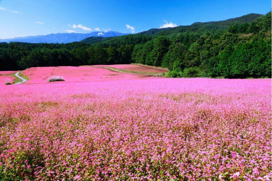 Sung La valley will be a flower hunting spot that you cannot miss.