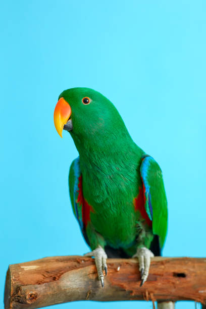 green parrot