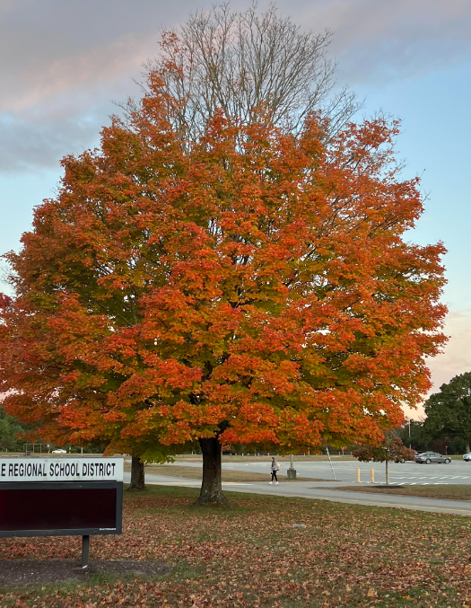 image of a tree outside of ARHS almost in full fall color