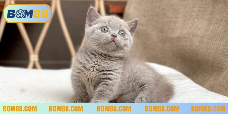 nằm mơ thấy mèo và những con số may mắn khi đánh lô bom88