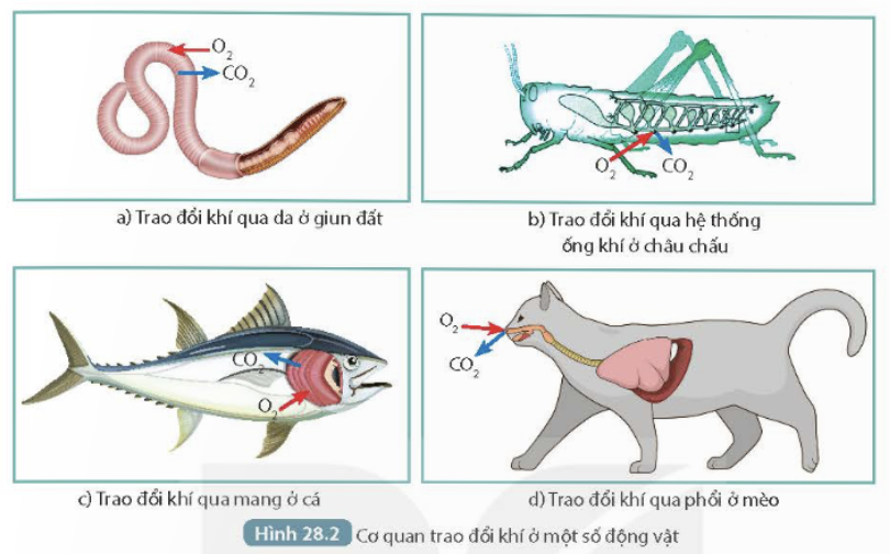 BÀI 28. TRAO ĐỔI KHÍ Ở SINH VẬT 