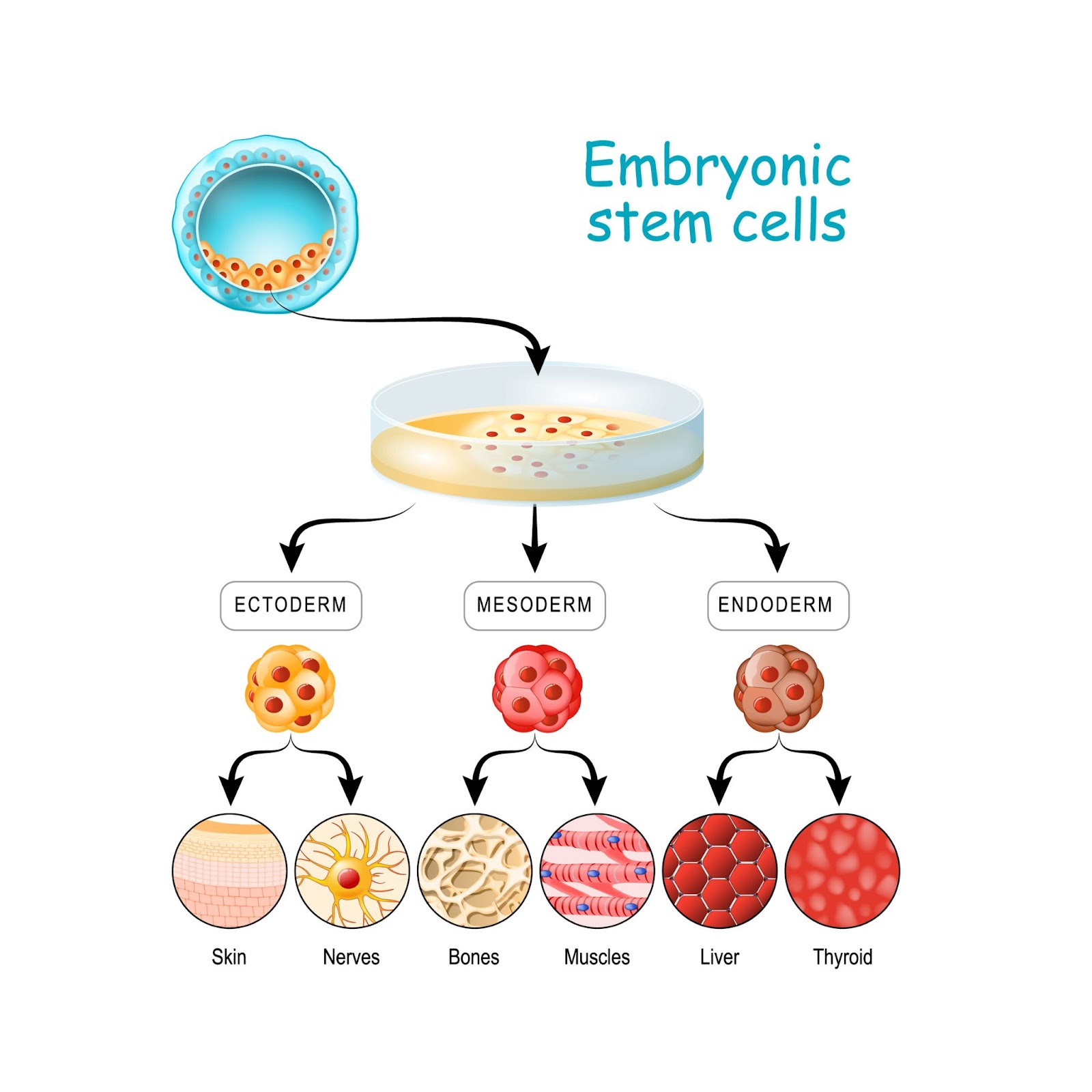 Development of different stem cells through the process of cell differentiation from a single cell