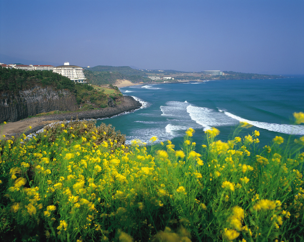 Jeju Island with colorful flowers in the foreground.