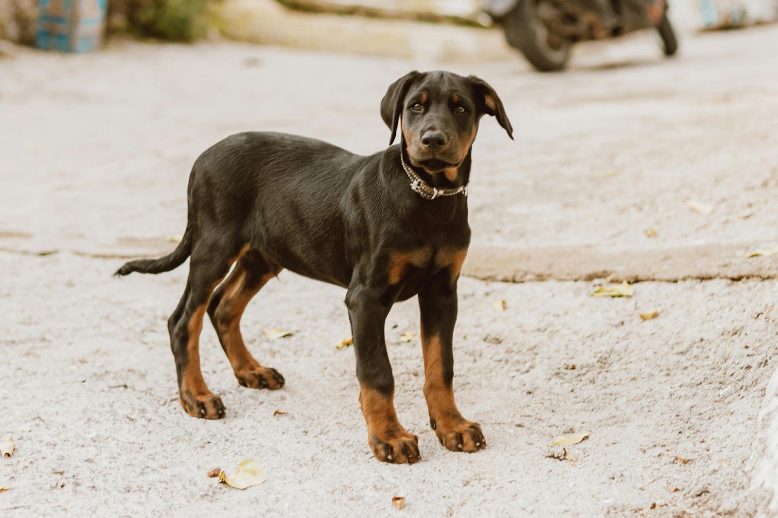 Doberman Pinschers