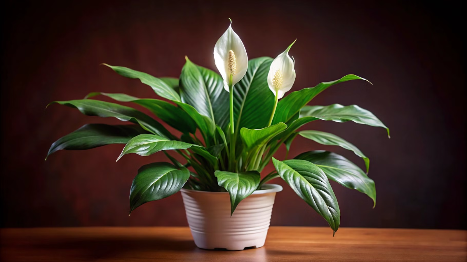 Lírio-da-paz (Spathiphyllum)