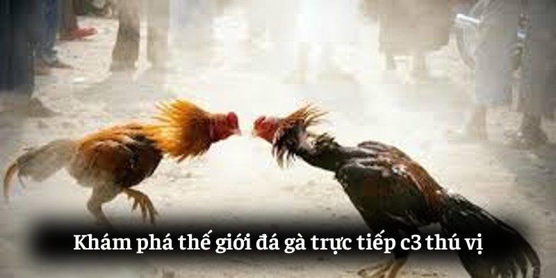 Khám phá thế giới đá gà trực tiếp c3 thú vị