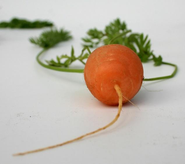 A carrot with a root

Description automatically generated