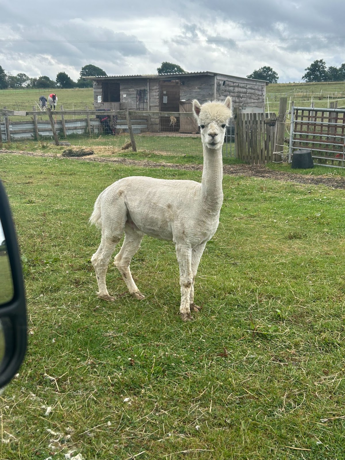 Photo of a Lama