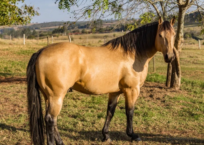 Standard Buckskin Horse