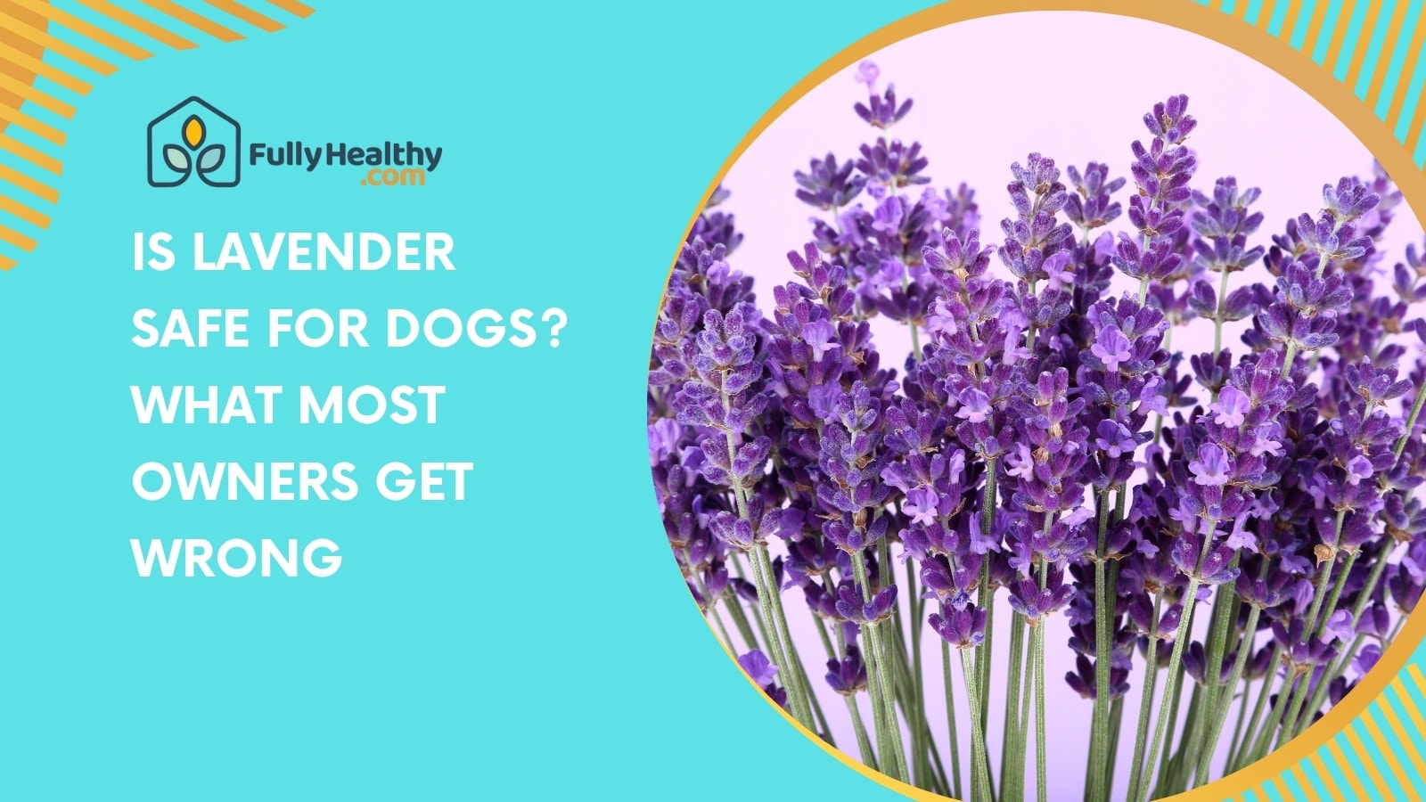 Is Lavender Safe for Dogs? What Most Owners Get Wrong