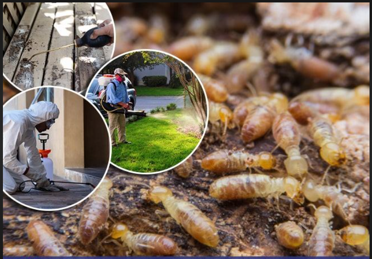 Dịch vụ diệt mối cho văn phòng