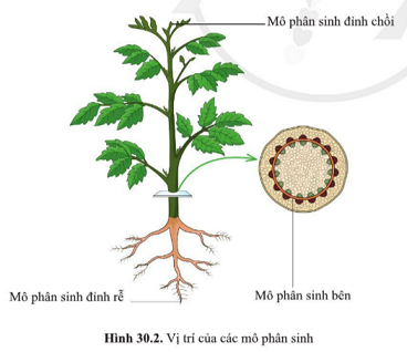 BÀI 30: SINH TRƯỞNG VÀ PHÁT TRIỂN Ở THỰC VẬT